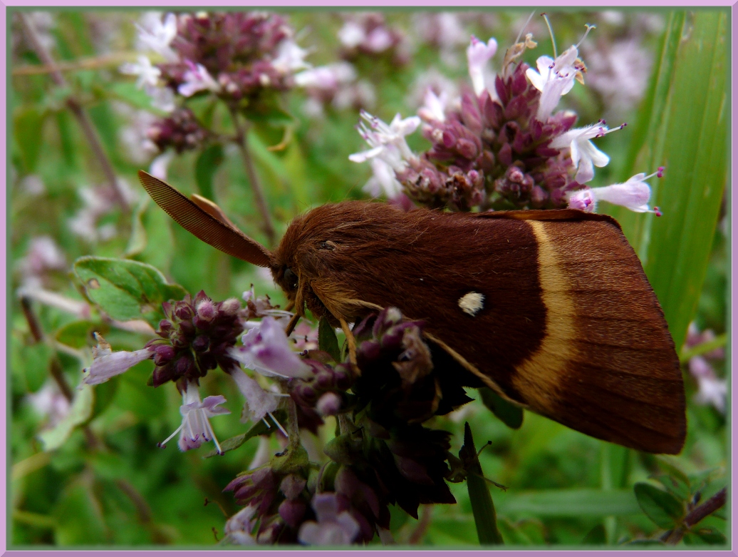 Papillon