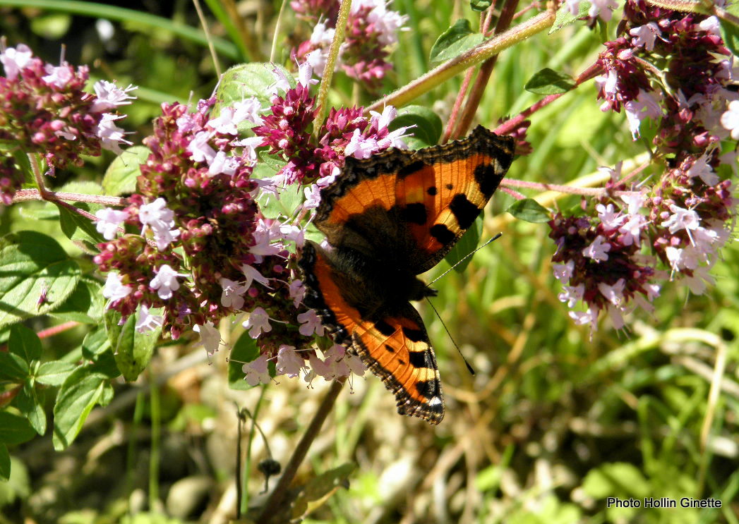 papillon 