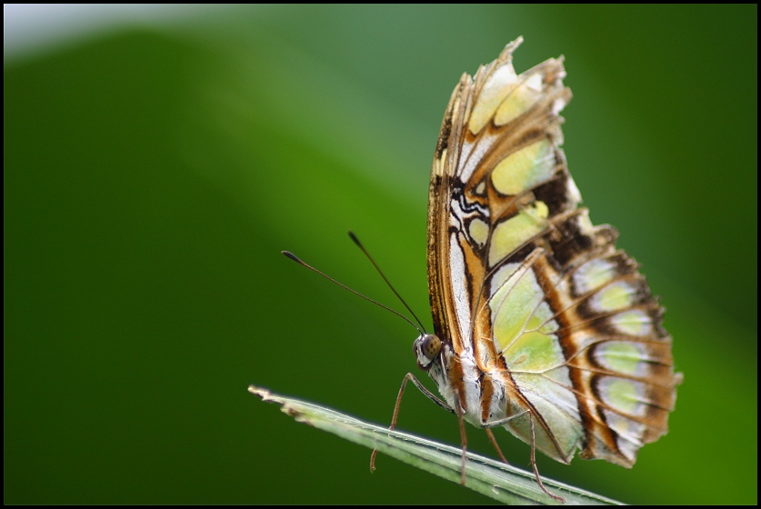 Papillon