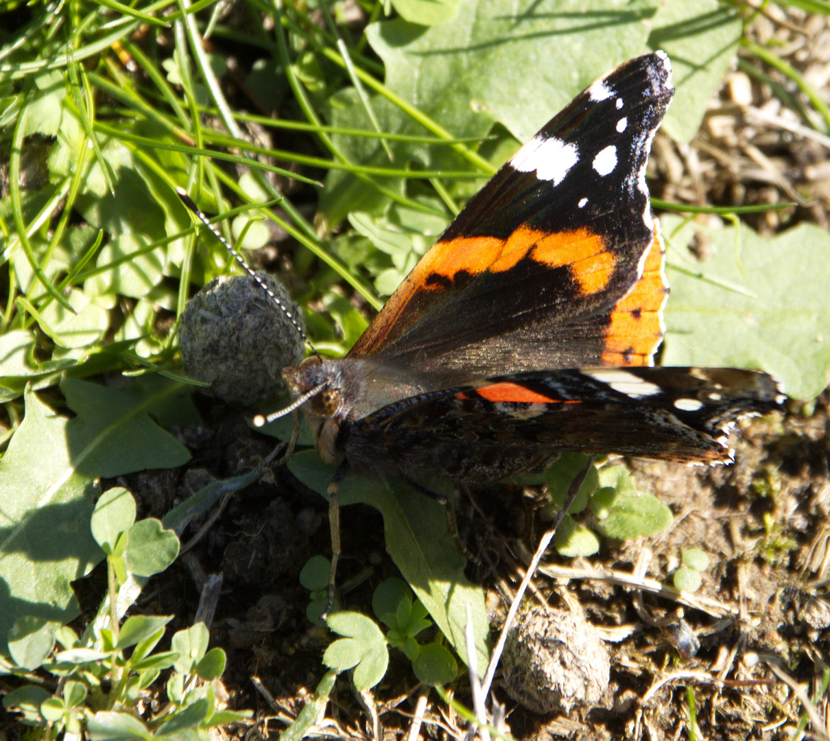 Papillon