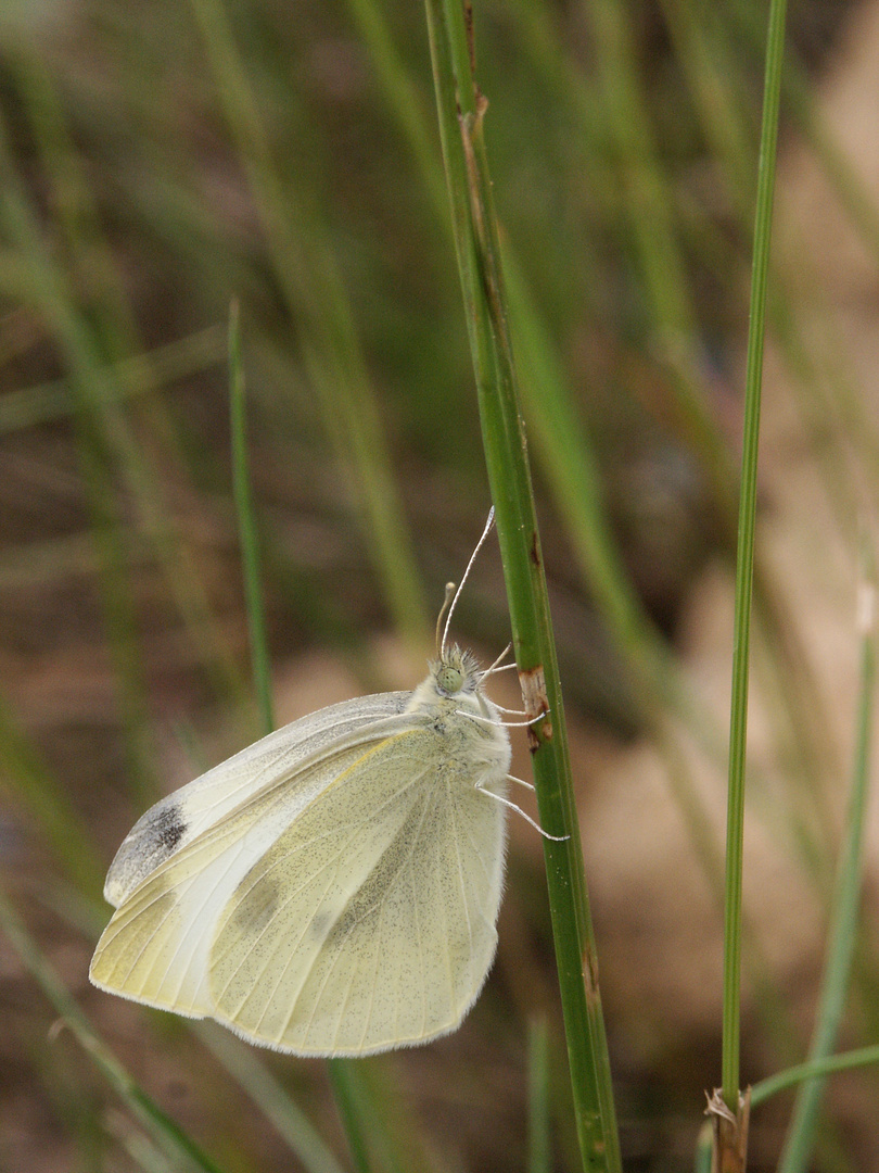 Papillon