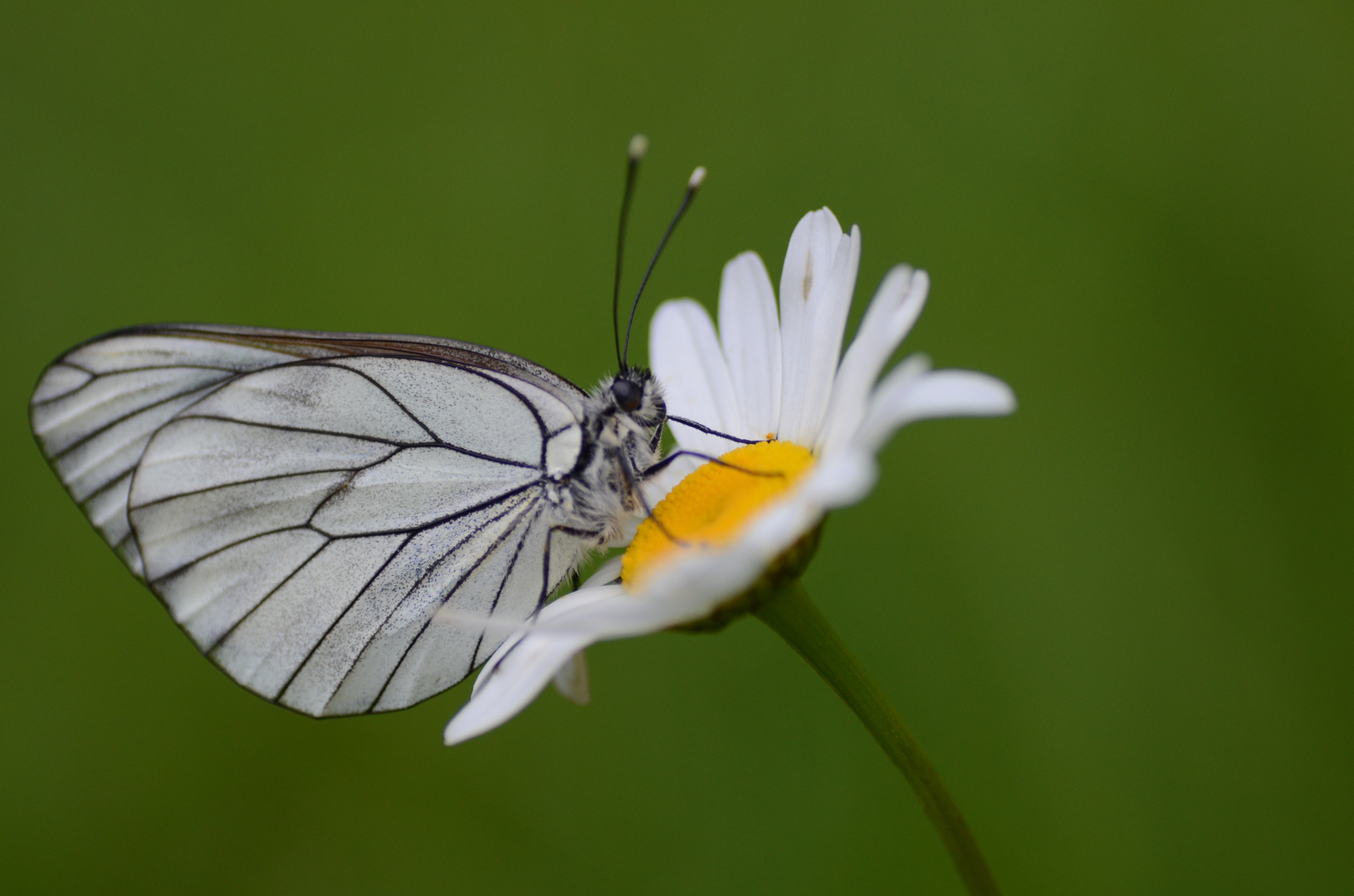 papillon