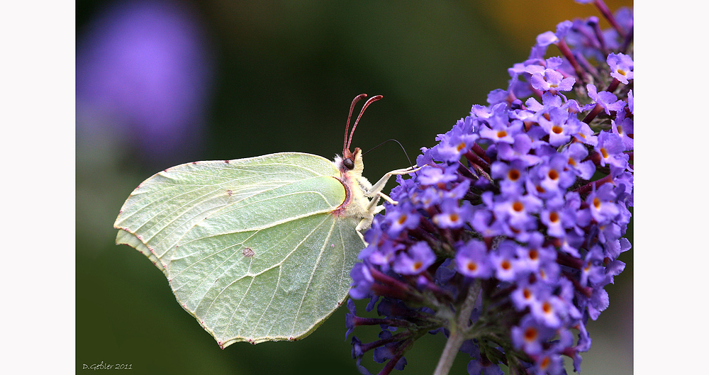 Papillon