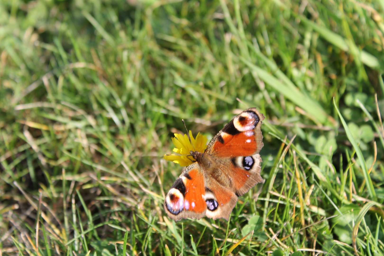 papillon