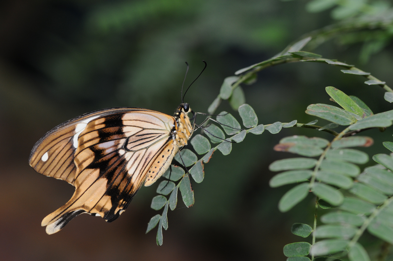 Papillon