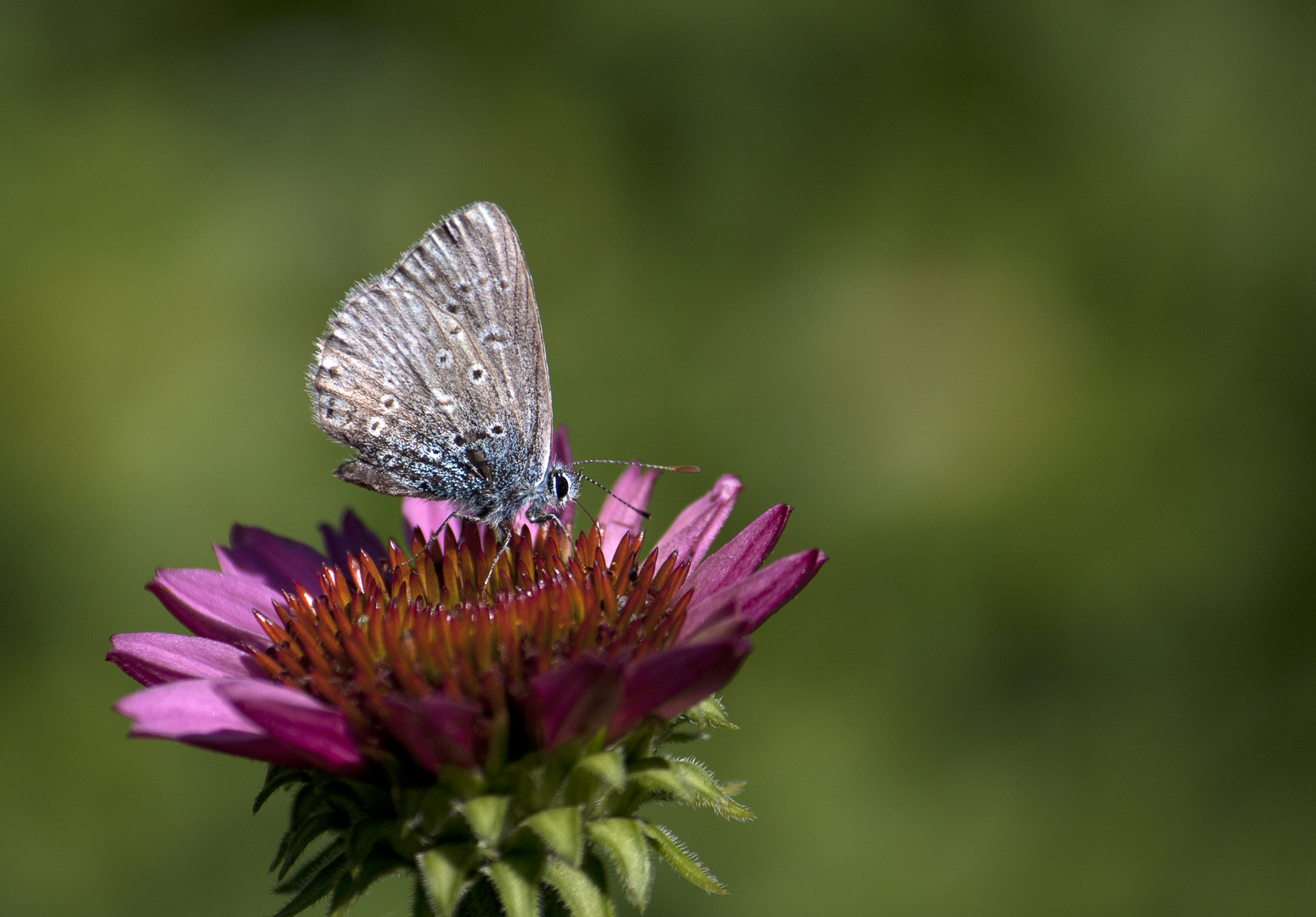 papillon