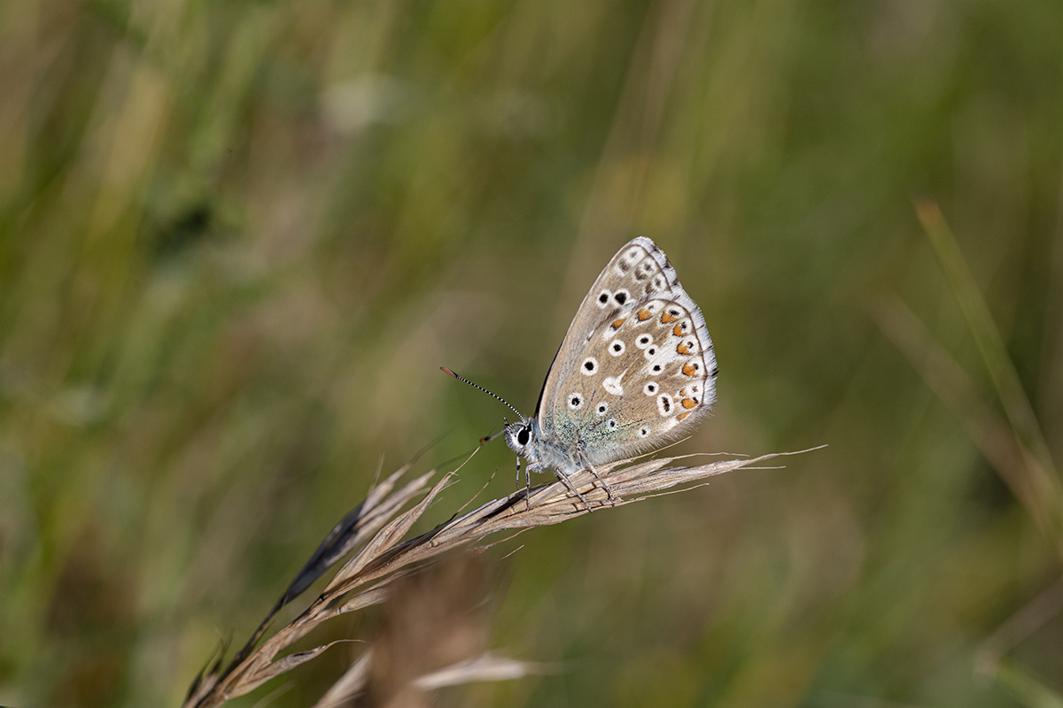 Papillon