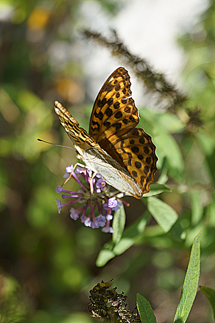 PAPILLON