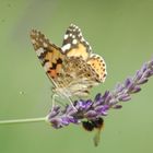 papillon