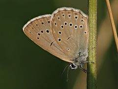papillon 97