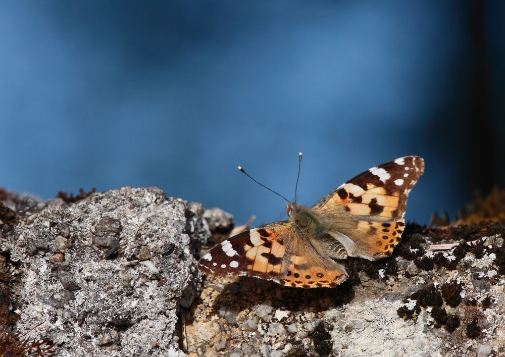 papillon de volga 