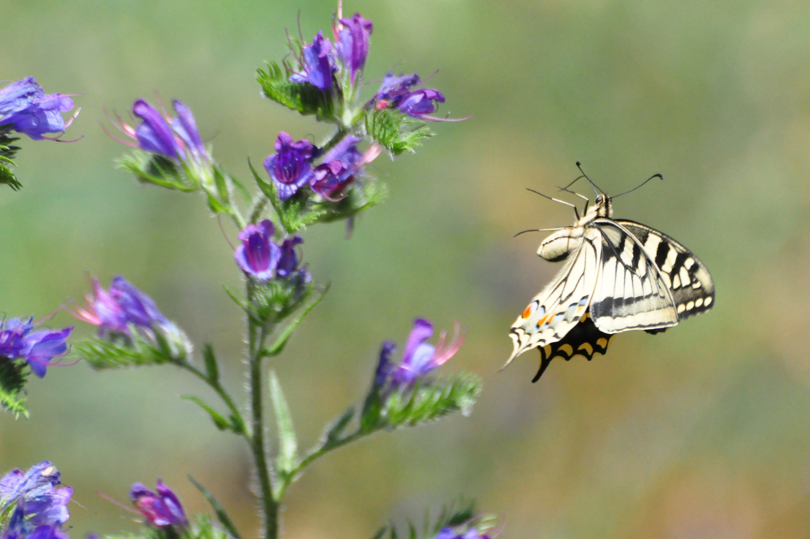 Papillon