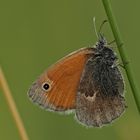 papillon 99
