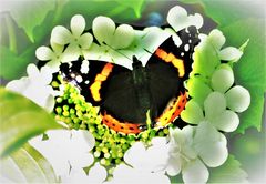 Papillon