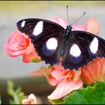 Papillon