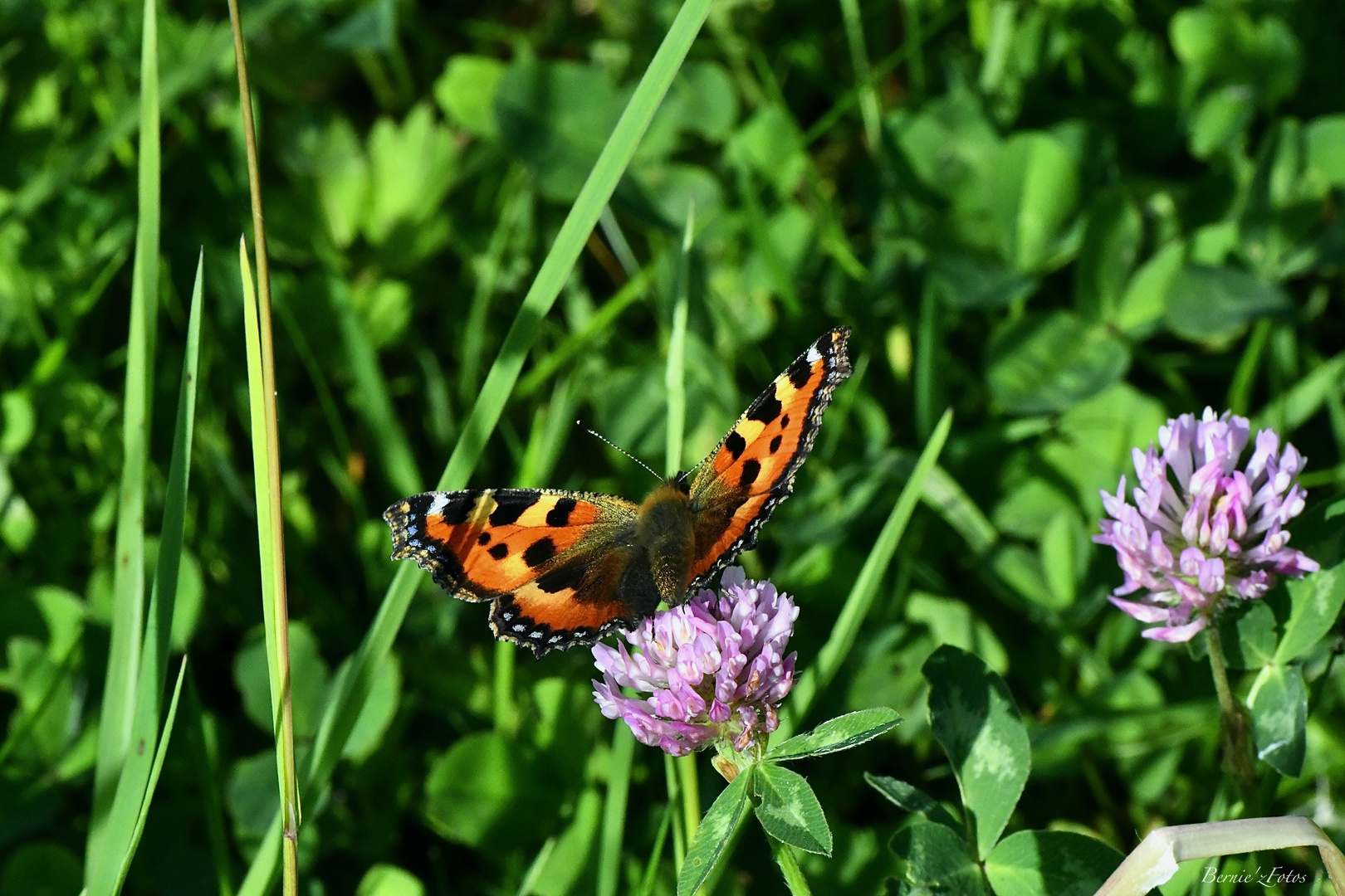 Papillon