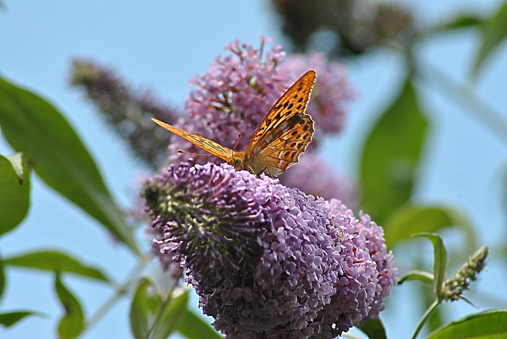 papillon