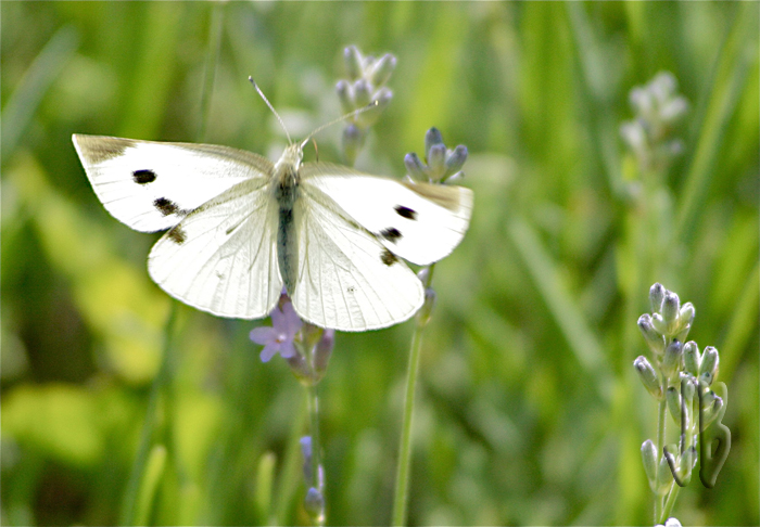 Papillon