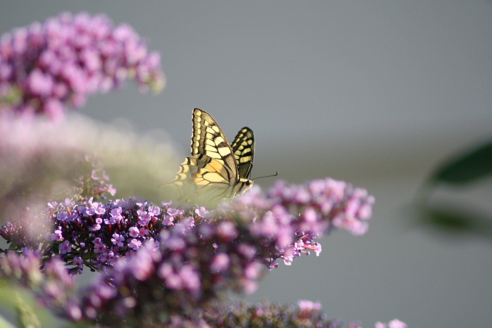 papillon 