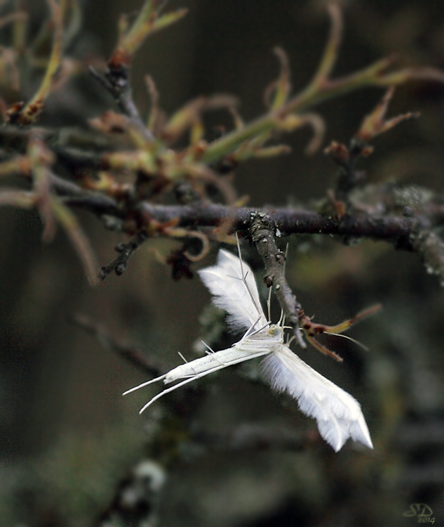 Papillon à ailes d'anges