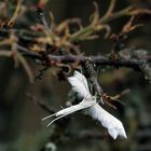 Papillon à ailes d'anges