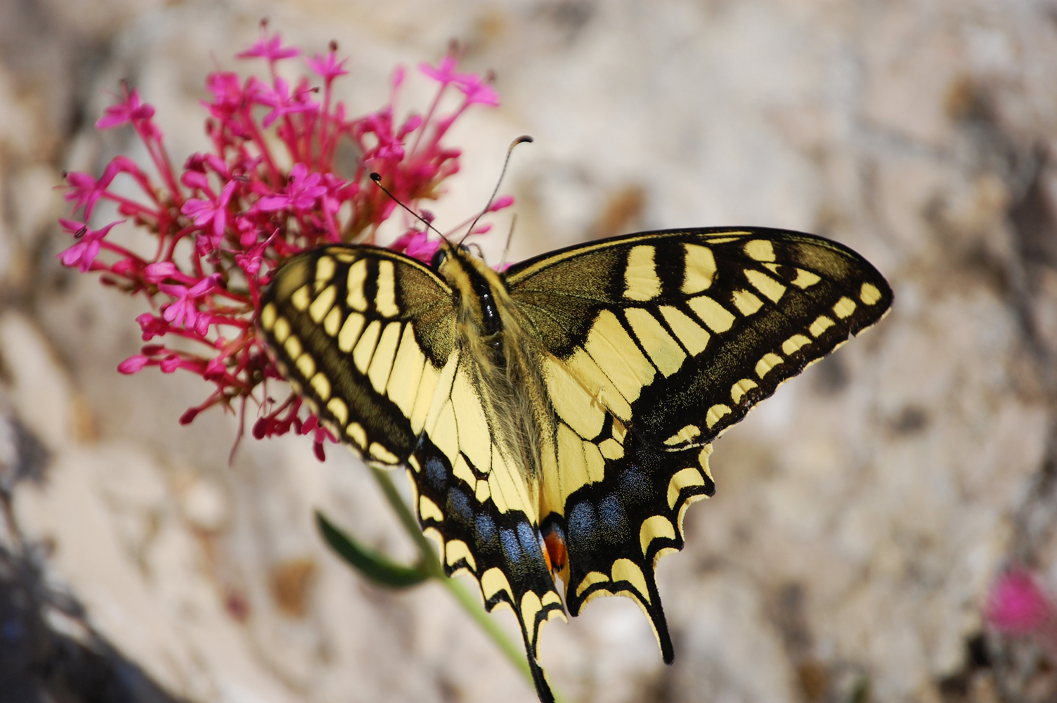 Papillon à Allauch