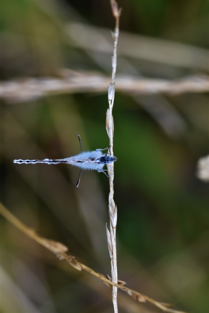 Papillon à angle droit