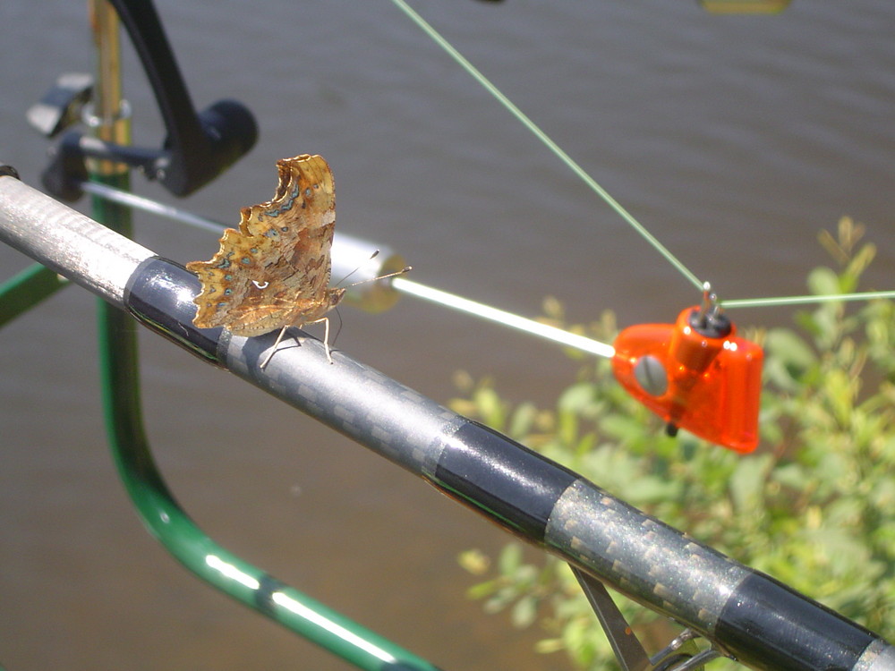 papillon a la peche