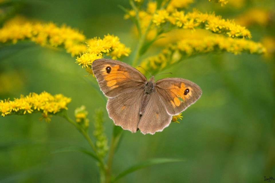 Papillon à l'aile blessée