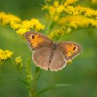 Papillon à l'aile blessée