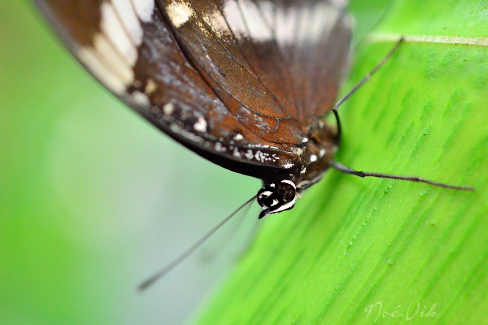 Papillon à tête d'oiseau