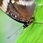 Papillon à tête d'oiseau