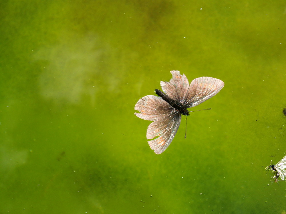 papillon