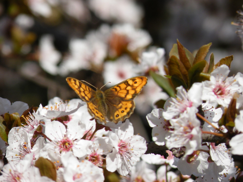 papillon