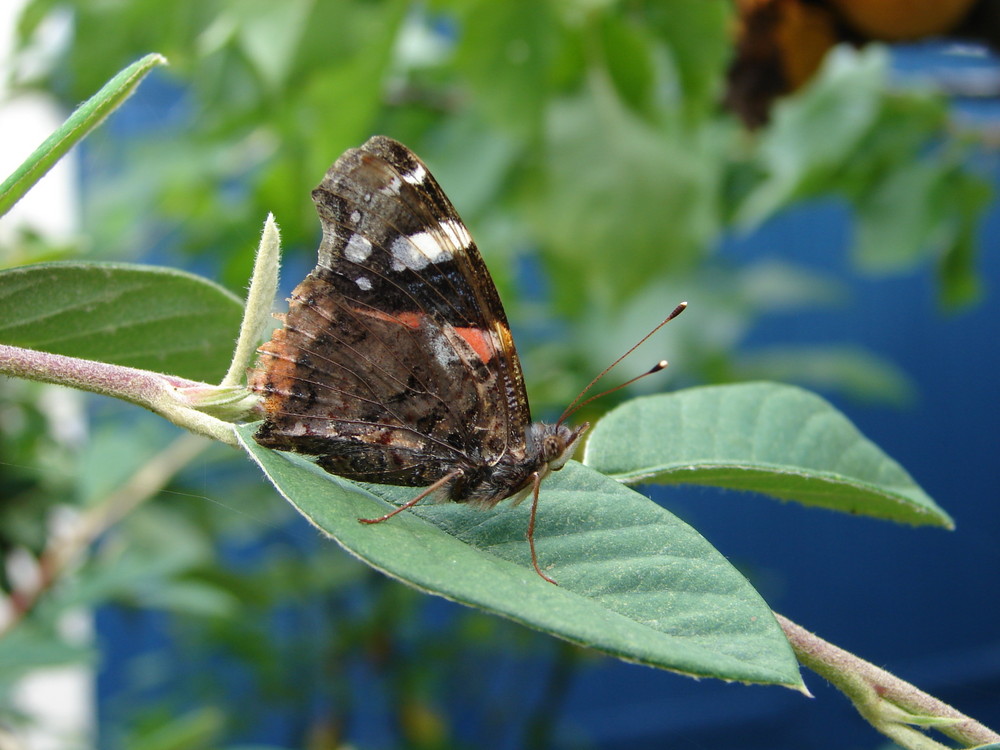 papillon