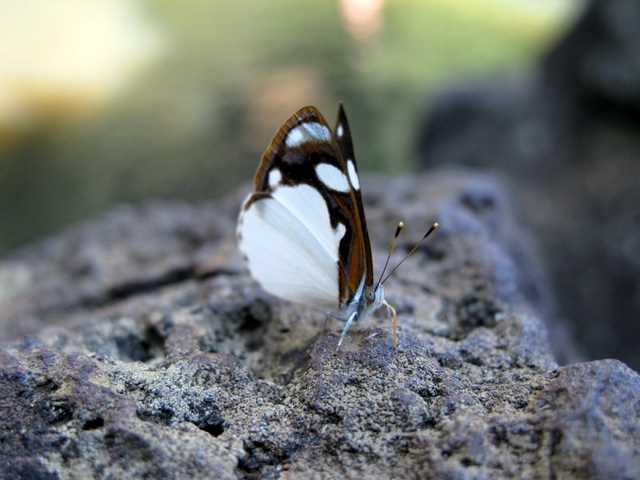 PAPILLON