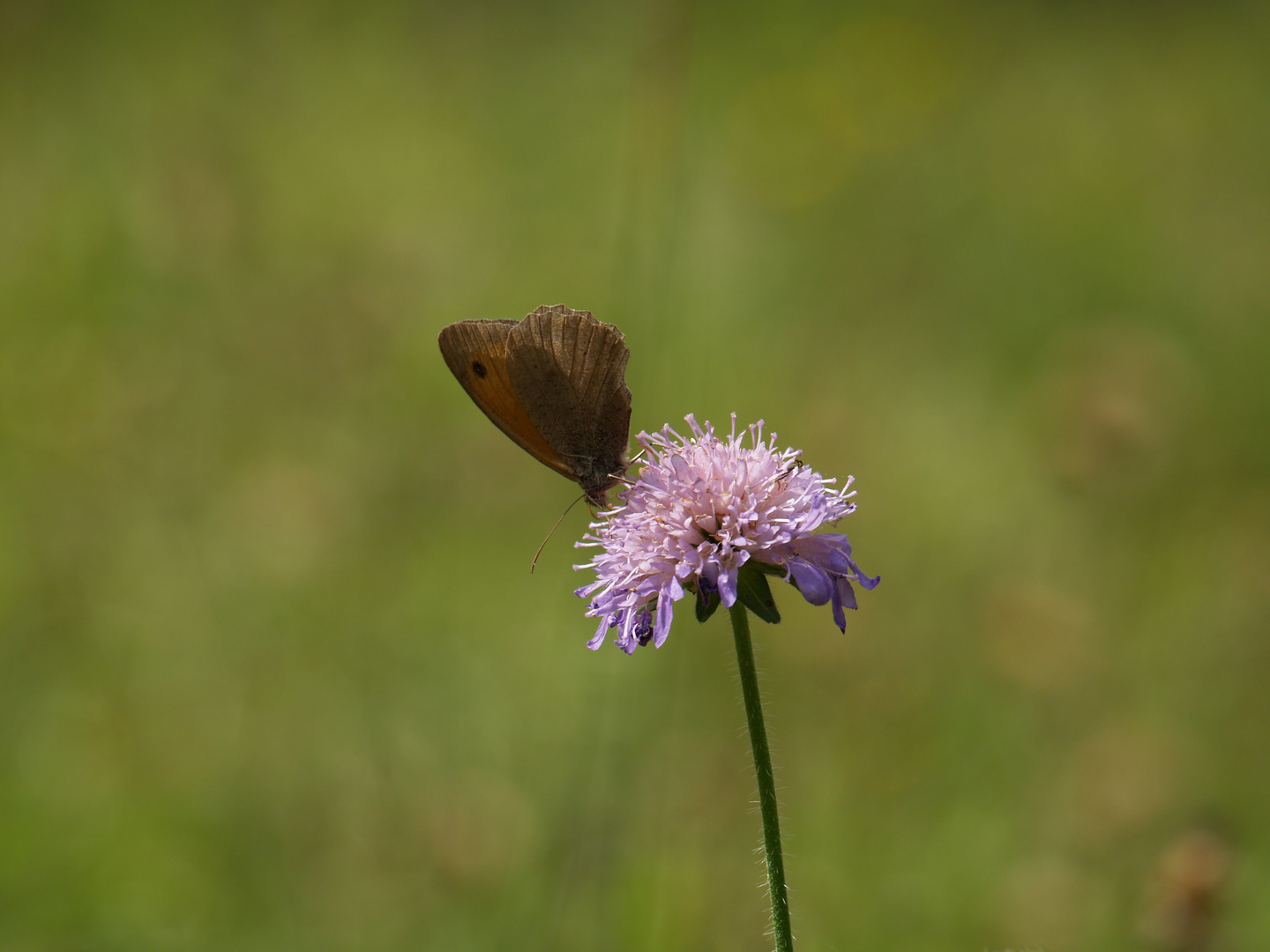 papillon