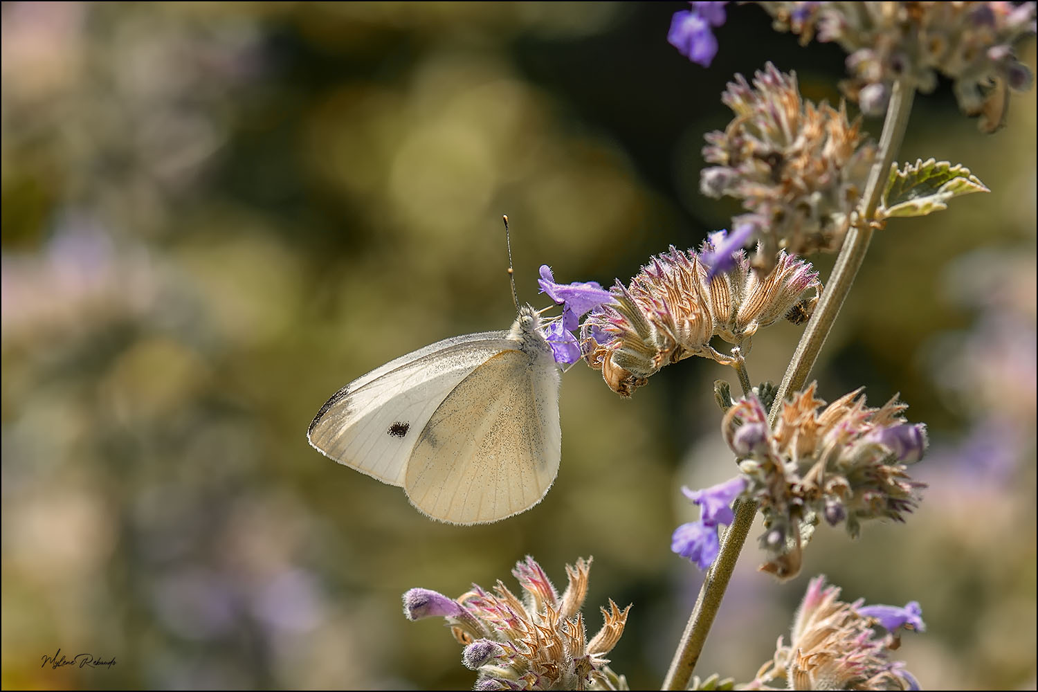 papillon