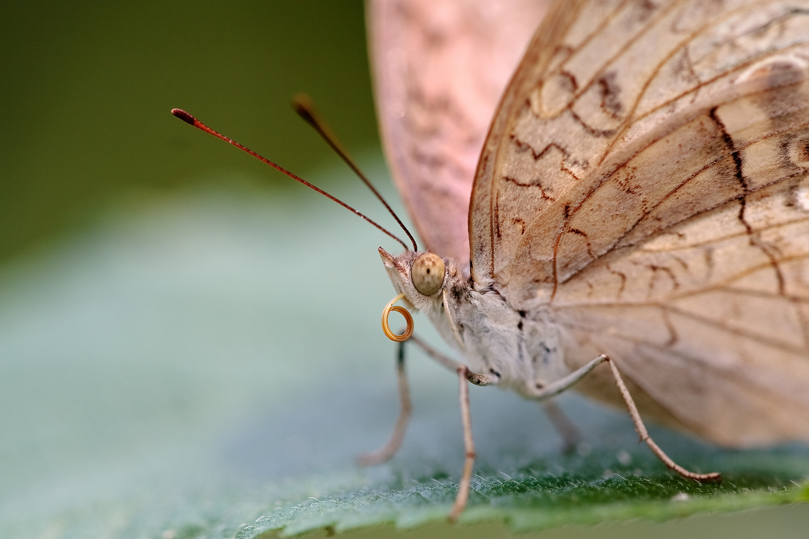 Papillon