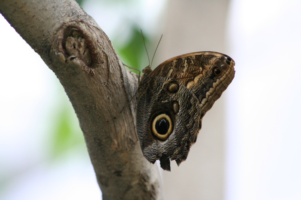 papillon