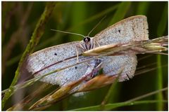 Papillon acrobate