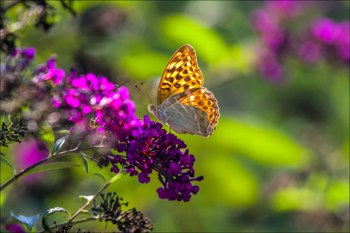 Papillon