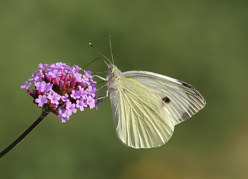 papillon