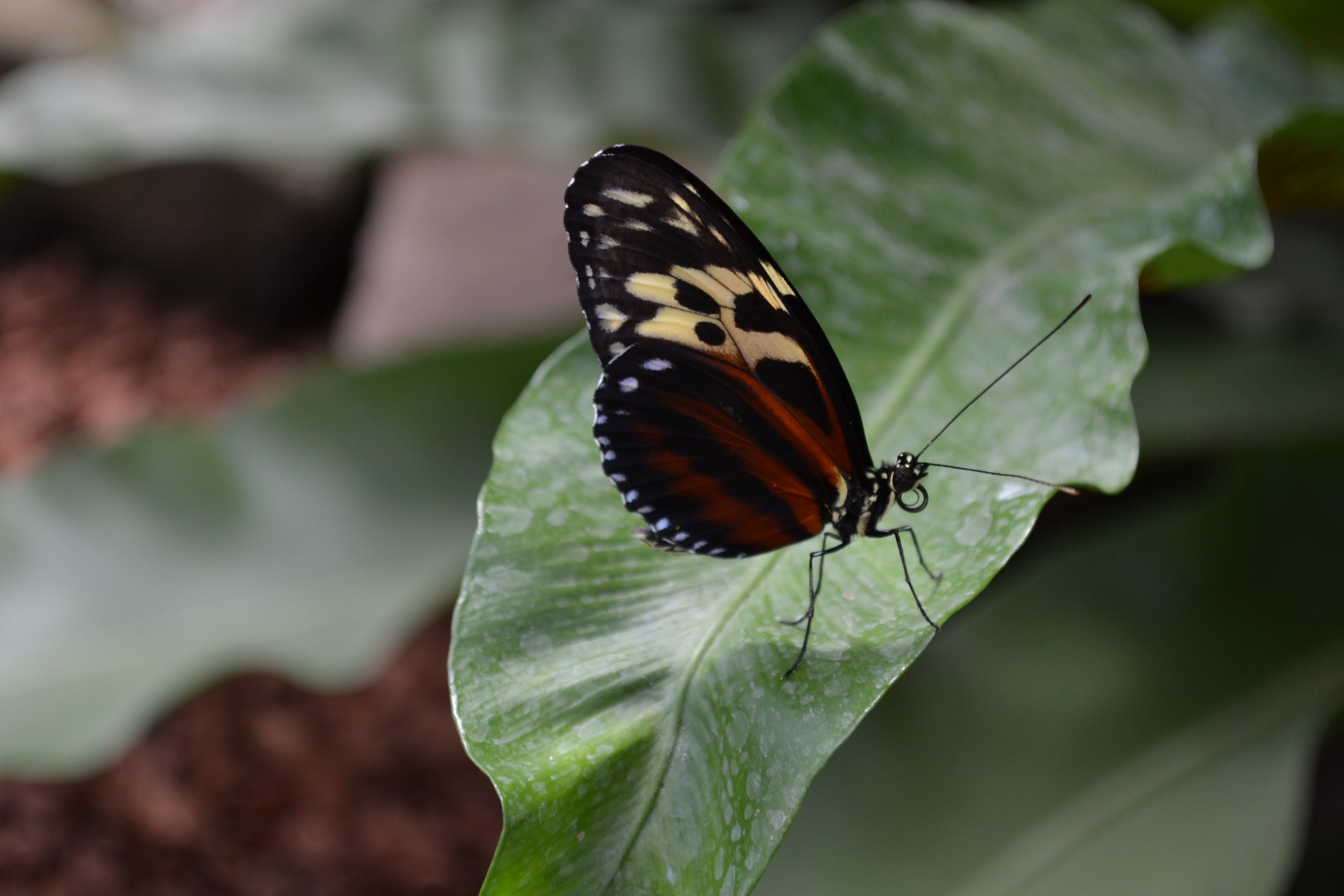 Papillon alsacien