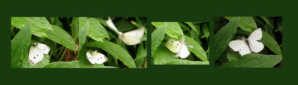 Papillon amourös