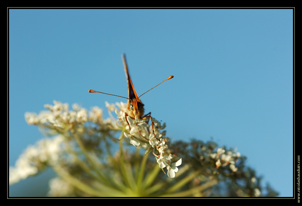 Papillon - Aout 2008