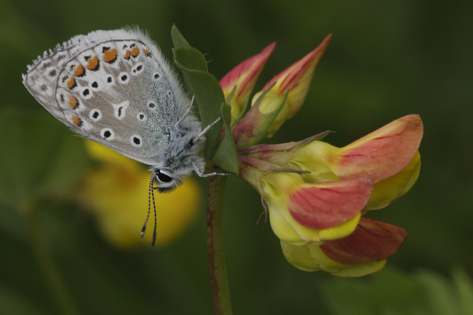 papillon argus bleu