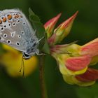 papillon argus bleu