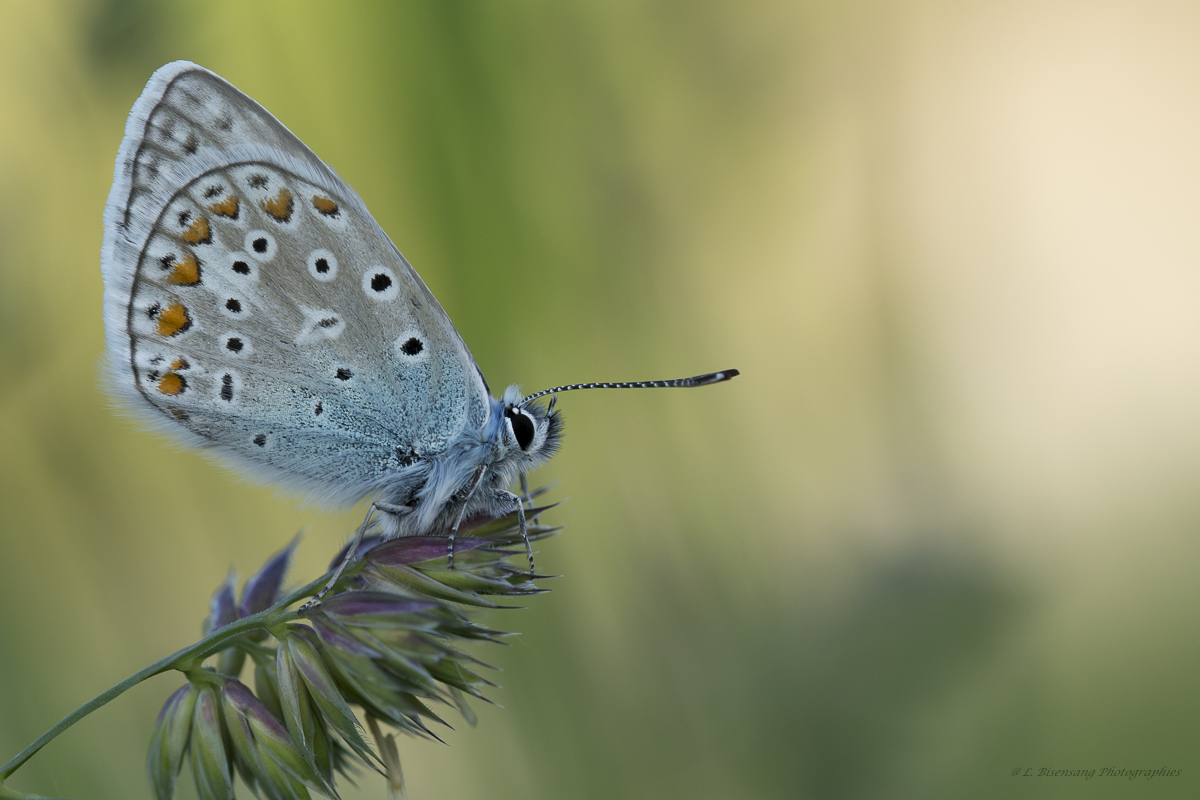 Papillon Argus Bleu