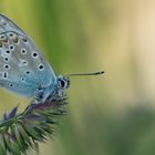 Papillon Argus Bleu